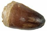 Large, Mosasaur (Prognathodon Currii) Tooth - Morocco #259967-1